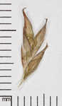 White edge sedge